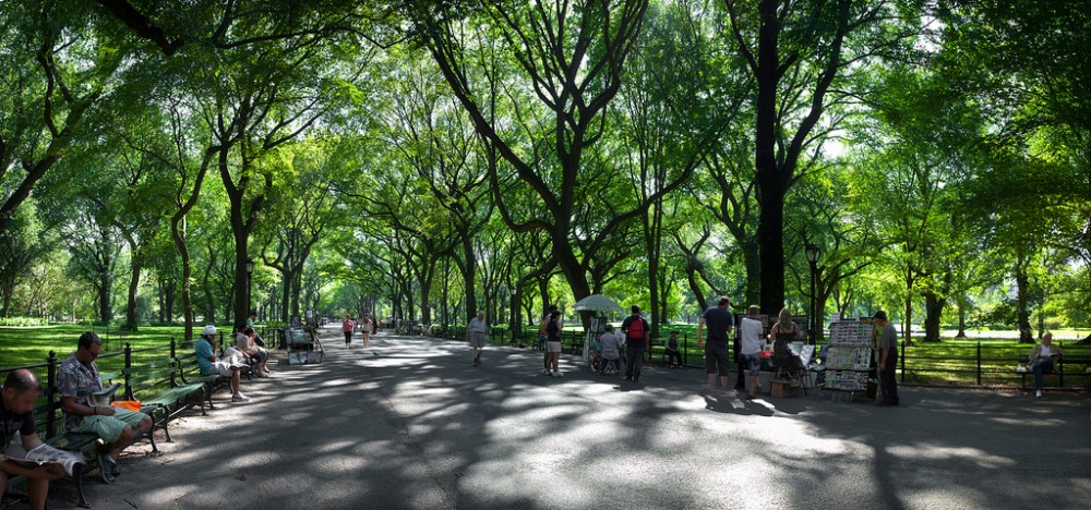 Image of elm trees lining the walkway in Central Park, NY, NY, USA